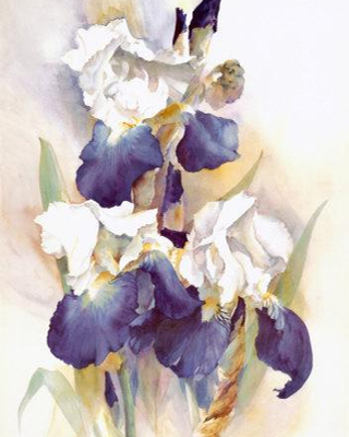 Tặng người một bó hoa Diên Vĩ!